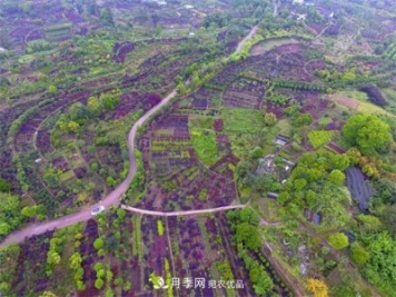 中國花木之鄉—重慶市北碚區靜觀(guān)鎮