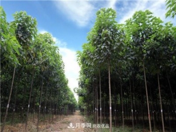 楸樹(shù)