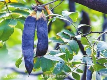全國八成皂角集散地 南陽(yáng)南召土門(mén)村“剝”出億元大產(chǎn)業(yè)