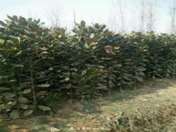南陽(yáng)南召玉蘭基地，廣玉蘭苗木繁育技術(shù)分享
