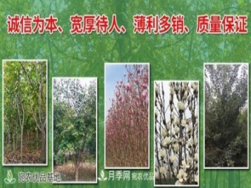 南召縣云陽(yáng)玉蘭種植農民基地