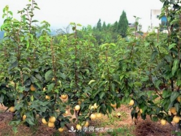 南陽(yáng)市臥龍區陸營(yíng)鎮桃樹(shù)苗種植合作社
