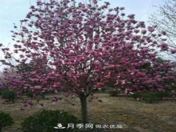 南召縣小店鄉苗木基地批發(fā)供應紅白廣玉蘭五角楓