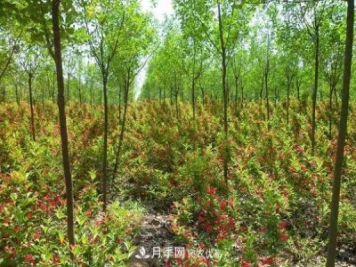 南召縣城郊鄉玉蘭苗木生態(tài)農業(yè)引領(lǐng)農民致富