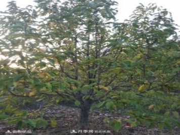 中國辛夷之鄉，南召辛夷花樹(shù)的介紹