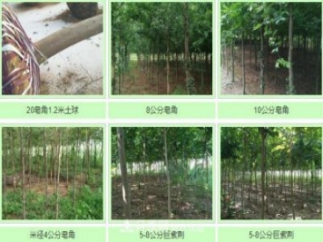 南陽(yáng)市桐柏皂角巨紫荊苗木基地