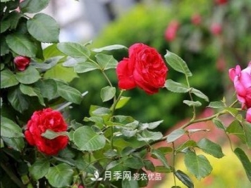南陽(yáng)市臥龍區蒲山鎮：月季特色產(chǎn)業(yè)鋪就群眾增收路