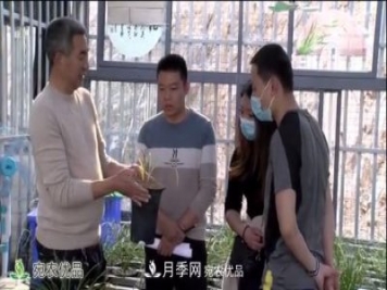 桐柏縣大河鎮小蘭草花木變身脫貧致富“金草”