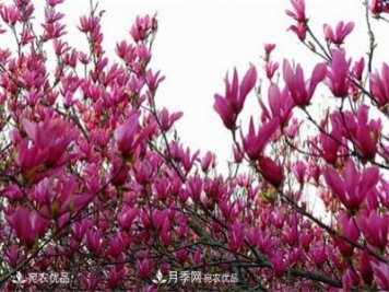 中國辛夷之鄉，帶你看看什么是南陽(yáng)南召辛夷花