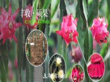 河南南陽(yáng)紅心火龍果苗批發(fā)