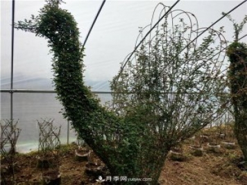 動(dòng)物造型月季，十二生肖奇型造型月季