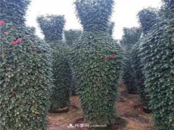 月季花瓶，南陽(yáng)基地花瓶造型月季批發(fā)價(jià)格