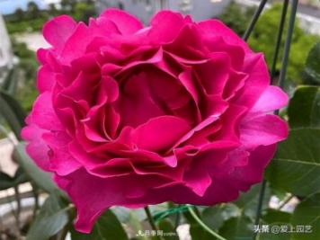 無(wú)伊芙不月季，哪種伊芙月季最值得入手？