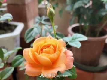 新手入坑月季，學(xué)好5個(gè)小妙招，果汁陽(yáng)臺月季輕松開(kāi)花滿(mǎn)盆