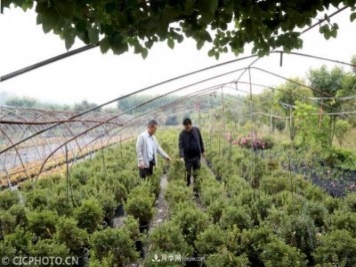 河南平頂山：花卉苗木種植助農增收