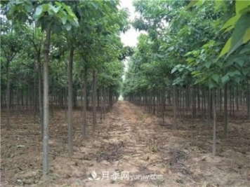 河南商丘高集：楸樹(shù)之鄉打造苗木美麗鄉村