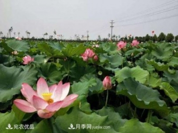 南陽(yáng)鎮平中原荷花博覽園，一個(gè)蓮藕全產(chǎn)業(yè)鏈的南陽(yáng)樣本