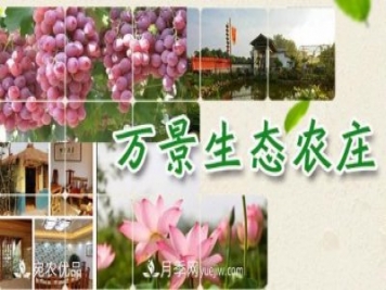 南召縣萬(wàn)景園林張園園，玉蘭樹(shù)苗木創(chuàng  )業(yè)造福鄉梓
