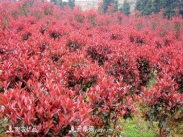 南陽(yáng)市臥龍區香樟紅葉石楠苗木種植基地
