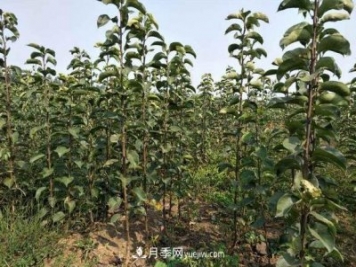 南陽(yáng)市內鄉桃樹(shù)苗梨樹(shù)苗批發(fā)基地