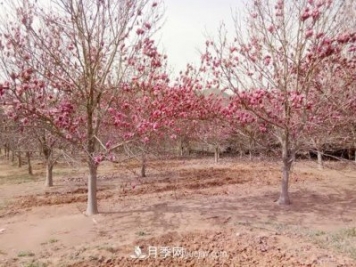 南召縣皇后鄉苗木產(chǎn)業(yè)：玉蘭花開(kāi)脫貧路