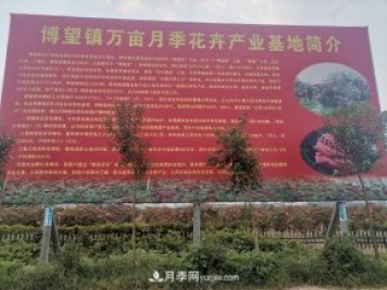 南陽(yáng)市博望鎮萬(wàn)畝月季花卉產(chǎn)業(yè)基地簡(jiǎn)介