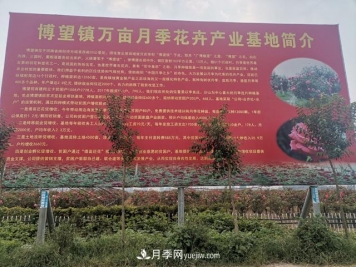 南陽(yáng)博望鎮月季種植企業(yè)推薦
