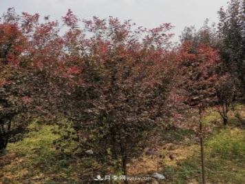 南陽(yáng)紫葉李苗木基地，紫葉李都有哪些優(yōu)點(diǎn)和特點(diǎn)？