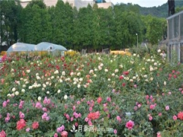 花開(kāi)華南地區，哪些月季品種，征服了廣州這片“熱土”？
