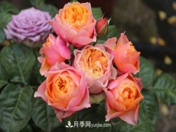 月季長(cháng)勢差，注意這三個(gè)小細節，很快就爆盆