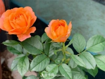 做為一個(gè)養花人，我和宿遷月季的不解之緣