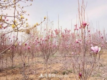 南召縣皇后鄉：中國玉蘭之鄉 南陽(yáng)玉蘭花開(kāi)脫貧路