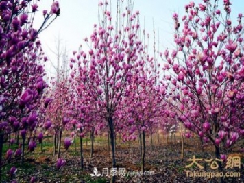 南陽(yáng)南召：玉蘭苗木產(chǎn)業(yè) 飄香名揚天下
