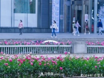 相約金秋，一場(chǎng)月季旋風(fēng)吹遍武漢漢陽(yáng)三鎮！氣場(chǎng)強大堪比春天