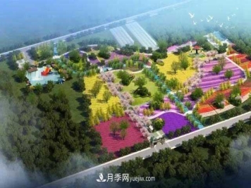 山東滕州市北辛街道100畝月季花海，真漂亮！