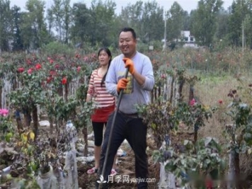 收來(lái)的月季老樁15塊錢(qián)一棵，枯死只能當柴火，走進(jìn)南陽(yáng)內鄉樹(shù)形月季園