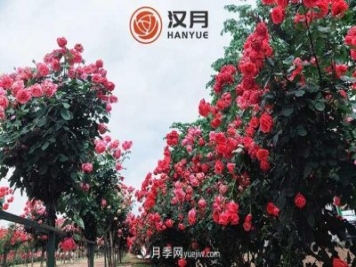 南陽(yáng)漢月農業(yè)科技有限責任公司