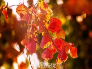 江蘇連云港東海：霜打紅葉 秋滿(mǎn)枝頭