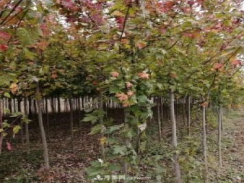 南陽(yáng)美國紅楓基地批發(fā)價(jià)格出售