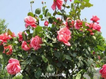 超微型月季嫁接樹(shù)狀月季芽點(diǎn)數量的選擇