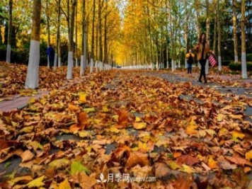 讀書(shū)：城市的落葉