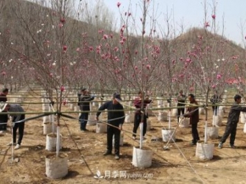 南陽(yáng)南召：栽下玉蘭搖錢(qián)樹(shù) 念活苗木致富經(jīng)