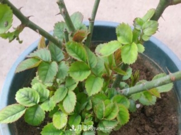果汁陽(yáng)臺的根部爆了很多筍，筍全部留下，枝條全部剪下可以嗎？