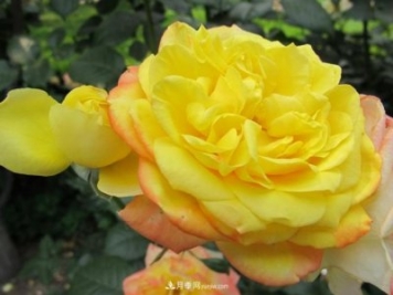 和平之花——和平品種系列月季花