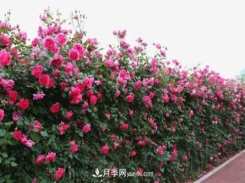 湖北武漢月季供應批發(fā)基地的價(jià)格