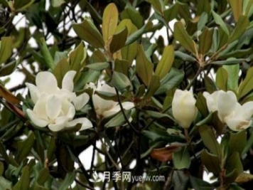 南召廣玉蘭樹(shù)種植方法，適合種植在家里嗎