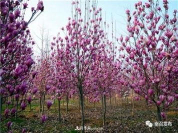南陽(yáng)南召縣：“中國玉蘭之鄉”花木分外香