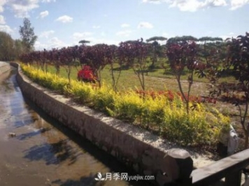 吉林長(cháng)春波泥河“苗木之鄉”的“共享經(jīng)濟學(xué)”