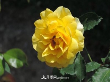 月季養殖營(yíng)養平衡是關(guān)鍵，這些你真的知道嗎？