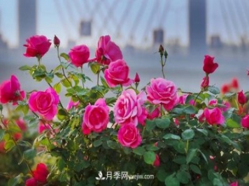 南陽(yáng)月季 大美中國